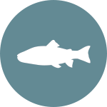 DLWR fish2 icon