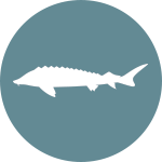 DLWR sturgeon icon