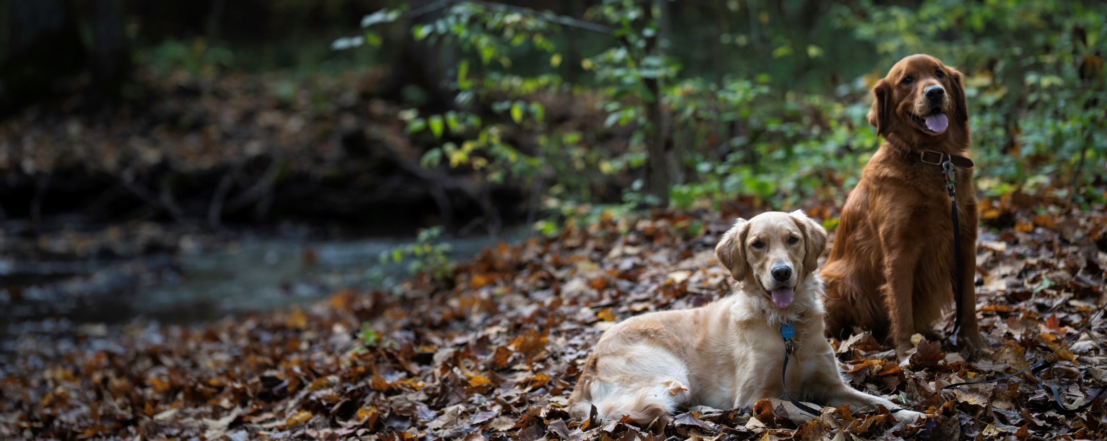 Area Guide Dogs Hobbs woods 33 6