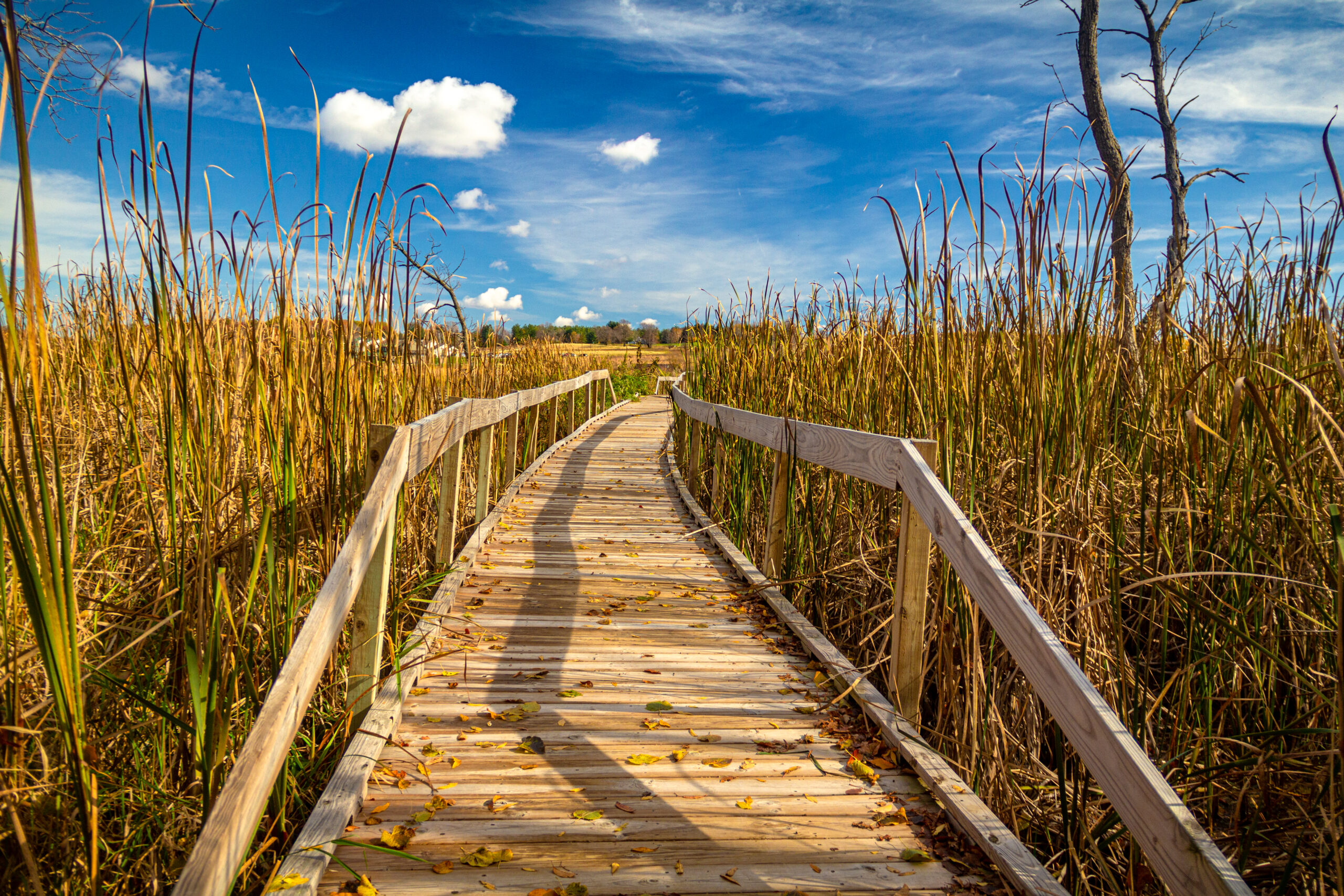 Horicon Marsh image