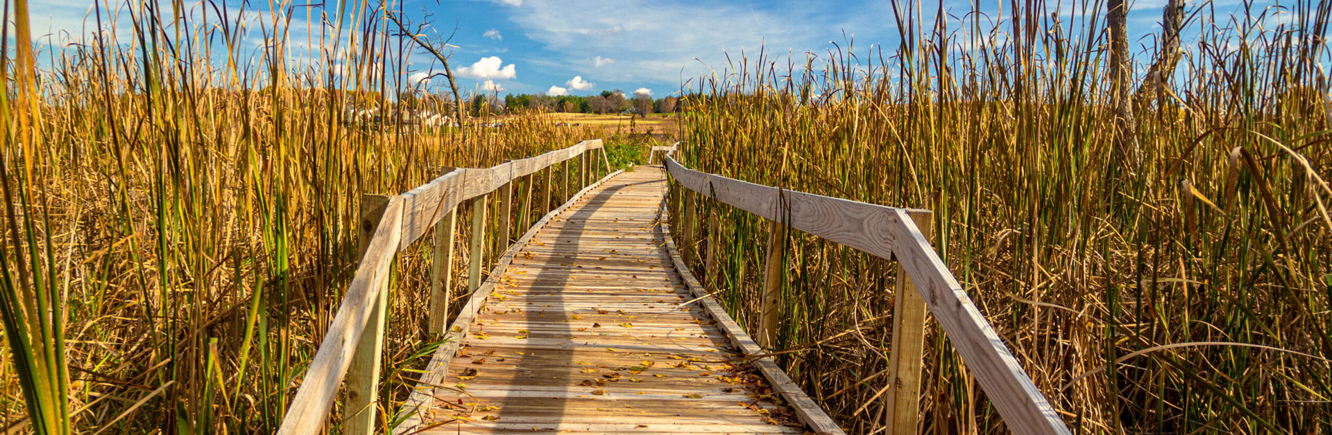 wetlands banner